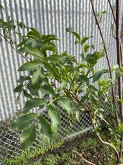 Sambucus cerulea