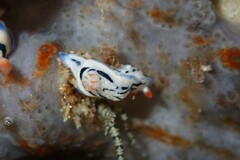 Hypselodoris maritima
