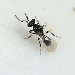 Platygastrinae