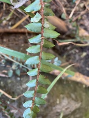 Pellaea rotundifolia