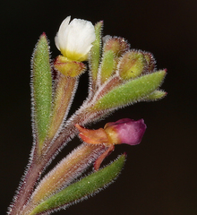 Gayophytum