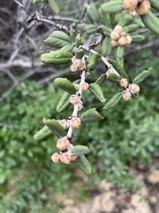 Ceanothus crassifolius