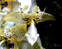 Stanhopea wardii