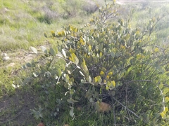 Simmondsia chinensis
