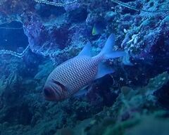 Myripristis hexagona