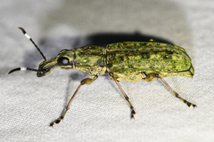 Ptychoderini