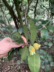 Myrtaceae
