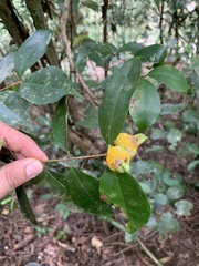 Myrtaceae