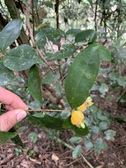 Myrtaceae