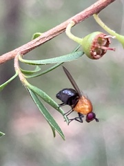 Sapromyza sciomyzina