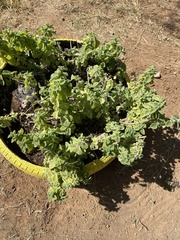 Coleus