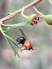 Sapromyza sciomyzina