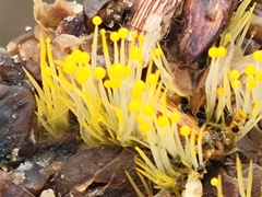 Phycomyces