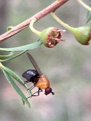 Sapromyza sciomyzina