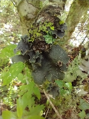 Peltigeraceae