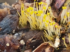 Phycomyces