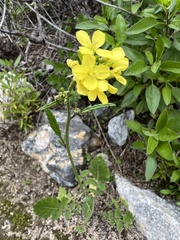 Brassiceae