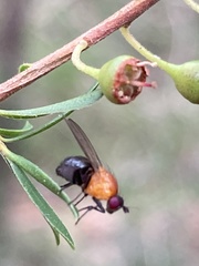 Sapromyza sciomyzina