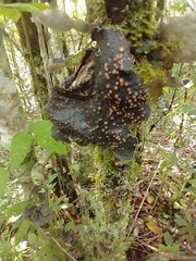 Peltigeraceae