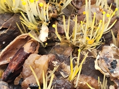 Phycomyces