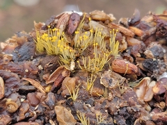 Phycomyces