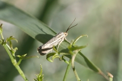 Brachodes