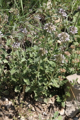 Marrubium supinum