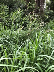 Cenchrus pedicellatus