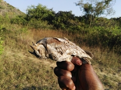 Otus senegalensis
