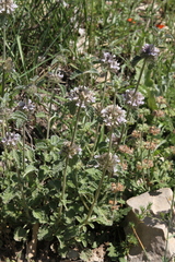 Marrubium supinum