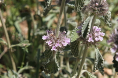 Marrubium supinum