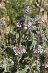 Marrubium supinum