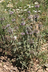 Marrubium supinum