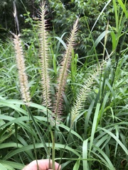 Cenchrus pedicellatus