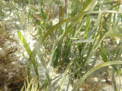 Posidonia australis