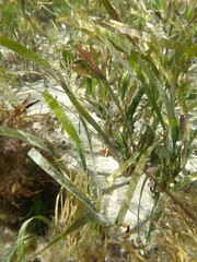 Posidonia australis