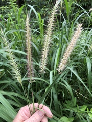 Cenchrus pedicellatus