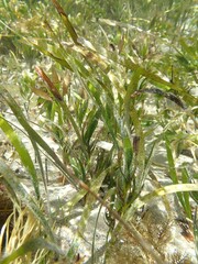 Posidonia australis