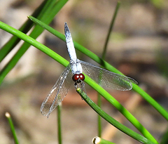 Brachydiplax denticauda