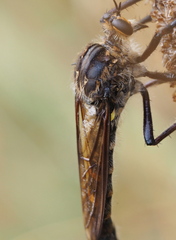 Chrysopogon muelleri