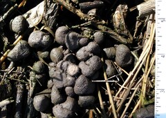 Odocoileus virginianus