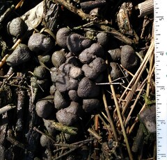 Odocoileus virginianus