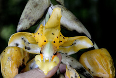 Stanhopea