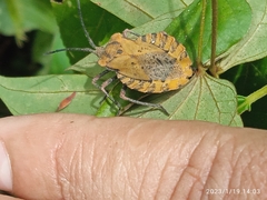 Spartocera