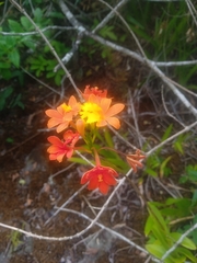 Epidendrum fulgens