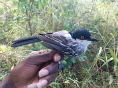 Dryoscopus gambensis