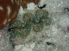 Tridacna maxima