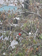 Pyrocephalus rubinus