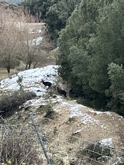 Cervus elaphus corsicanus