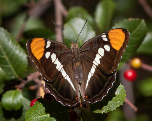 iNaturalist observation photo of California Sister